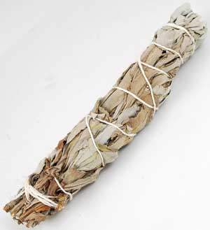 White Sage smudge 5-6" - Click Image to Close